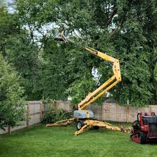 How Our Tree Care Process Works  in  Beechwood, MI